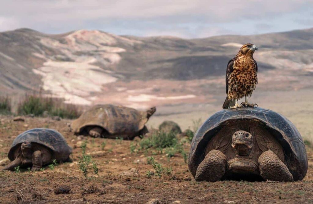 El Archipiélago de Galápagos es Patrimonio Natural de la Humanidad desde 1978. (Fundación Charles Darwin)