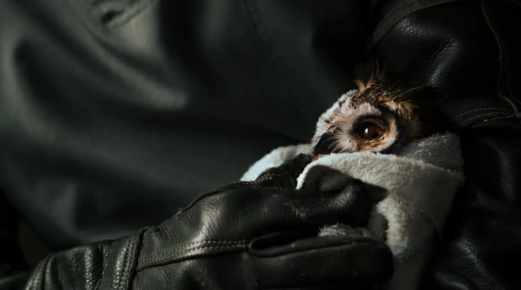 Foto de la serie ‘La Espera’ de la ecuatoriana María Portaluppi, que refleja la vulnerabilidad de la fauna silvestre de Guayaquil, rescatada por la Fundación Proyecto Sacha. (https://fotografosecuatorianos.org/)